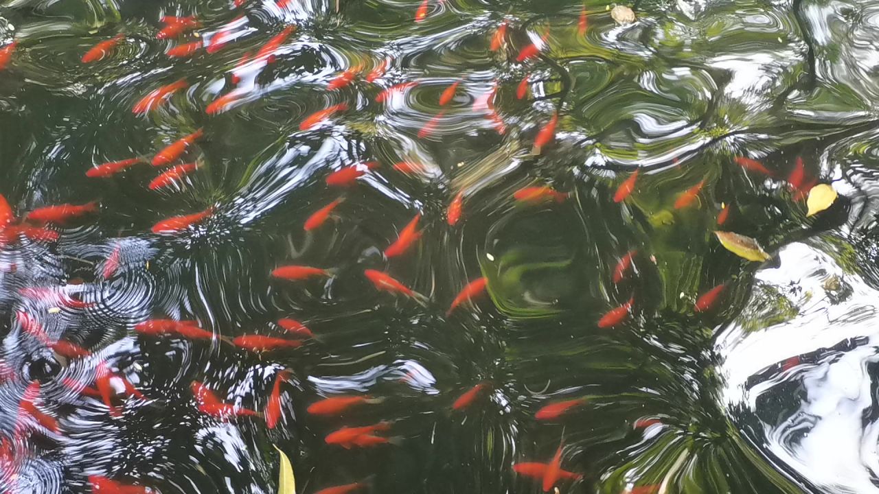 水里有一群金鱼鲤鱼