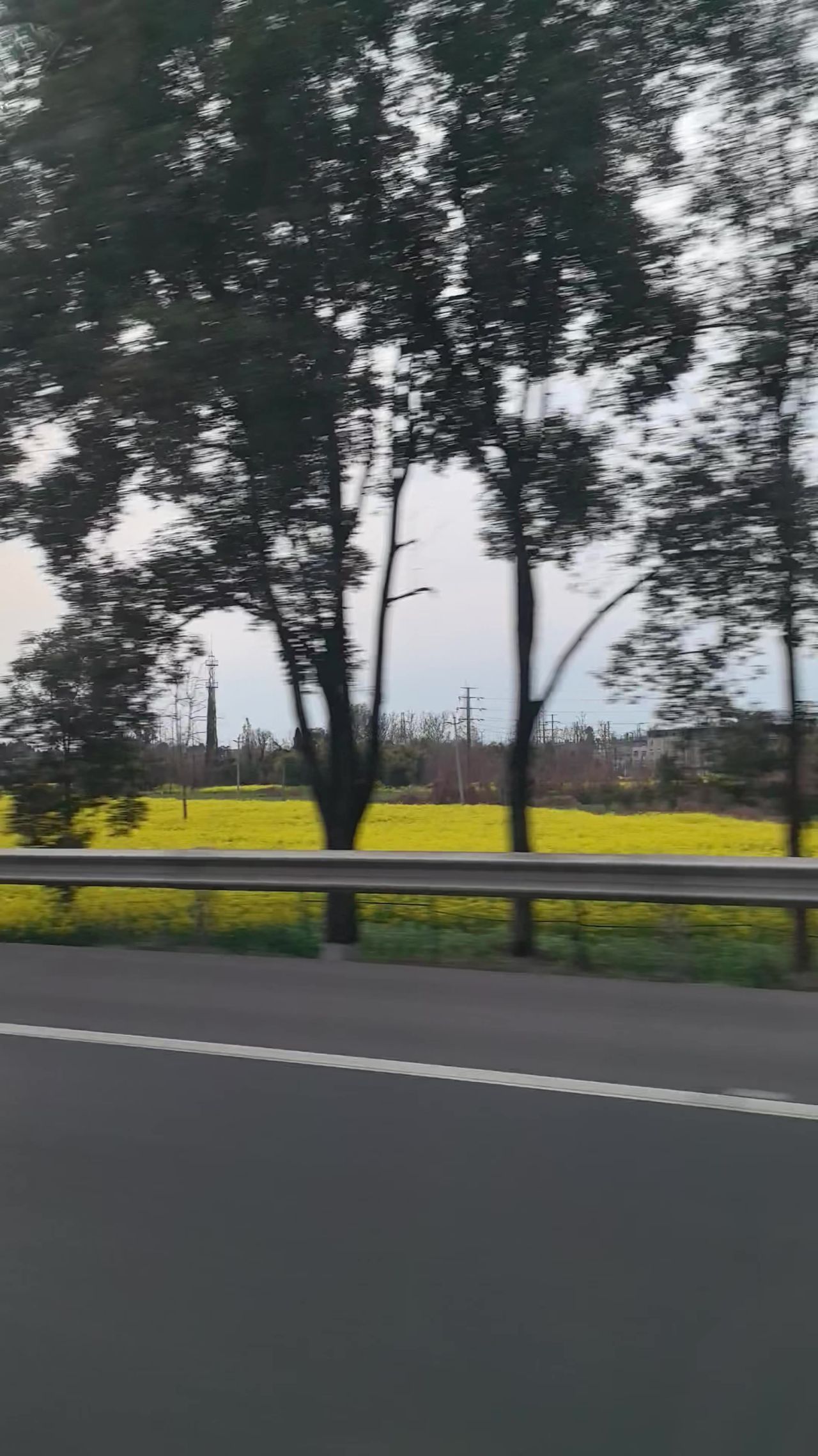 车上的油菜花