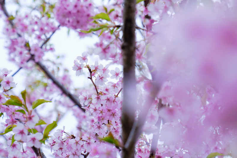 樱花季 1