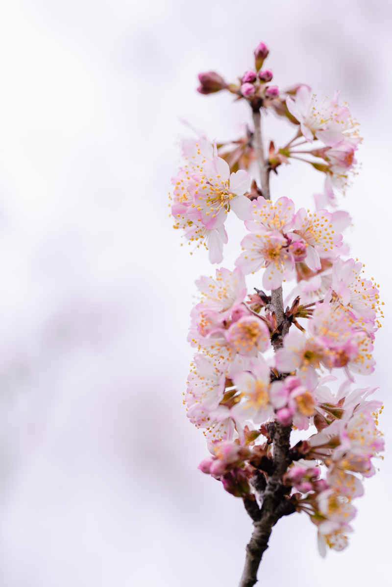 樱花季 14