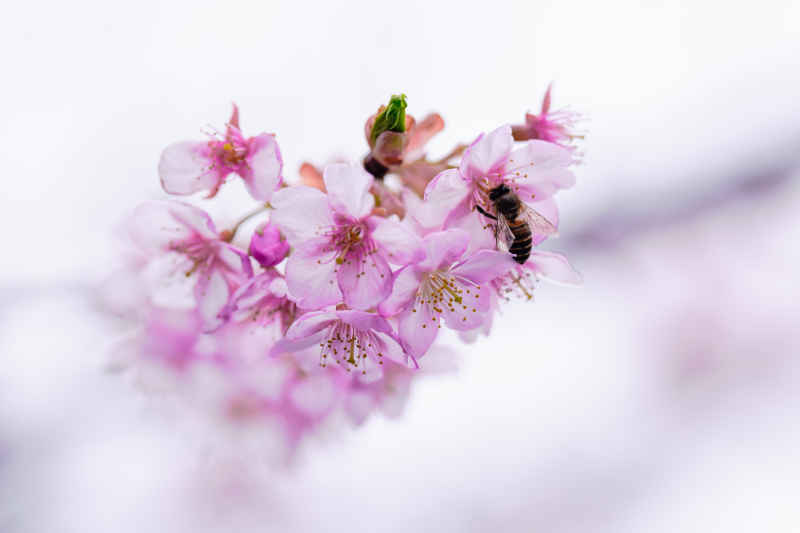 樱花季 21