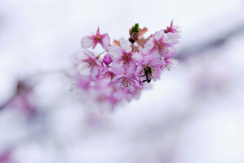 樱花季 19