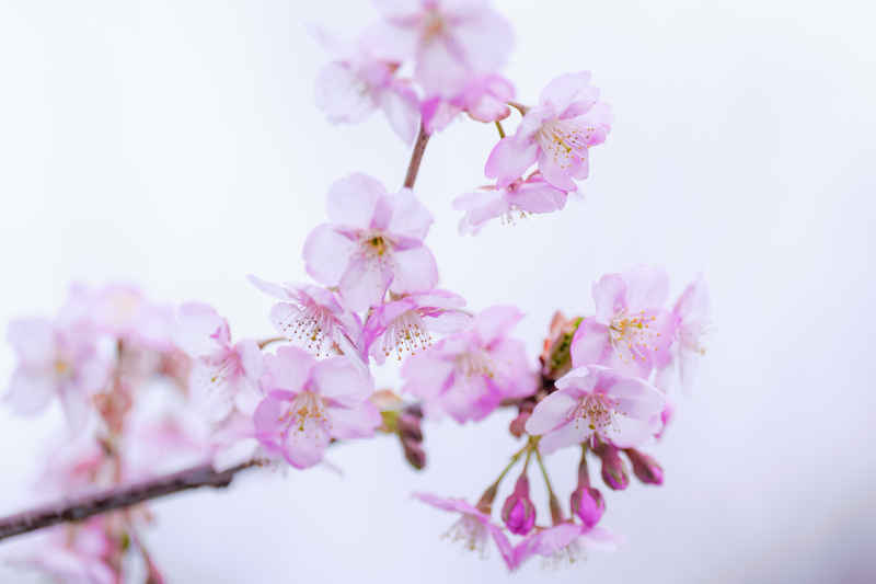 樱花季 23