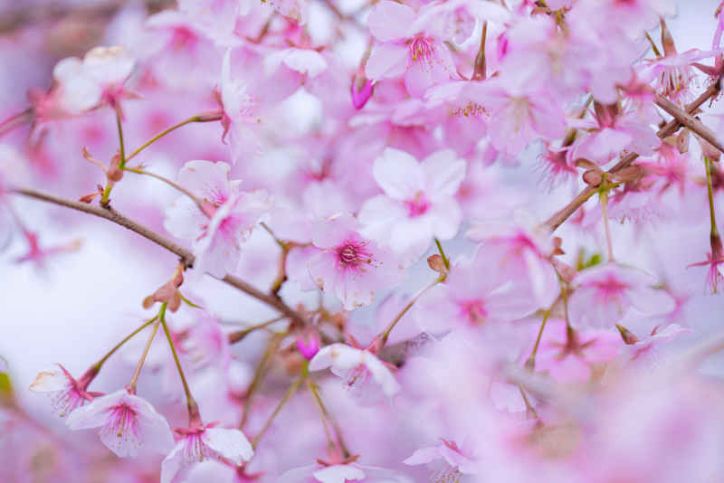樱花季 30