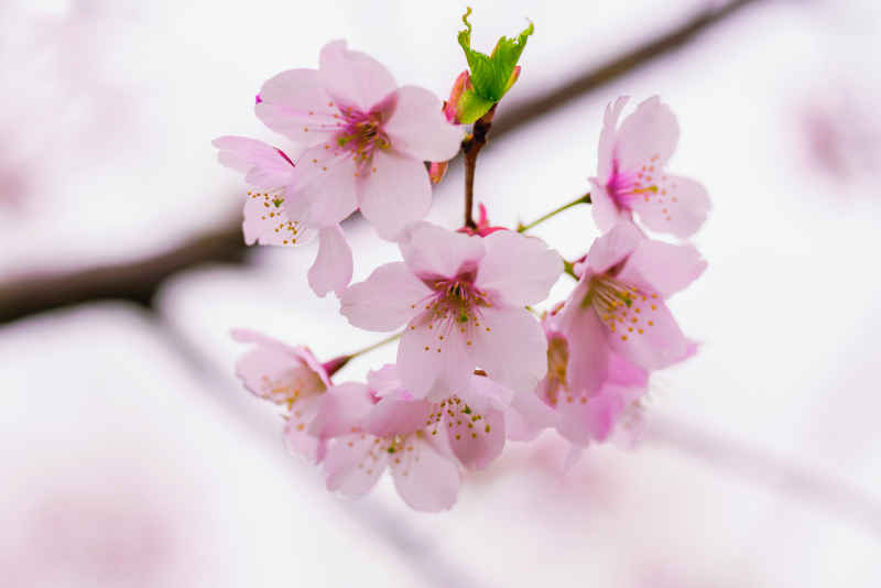 樱花季 63