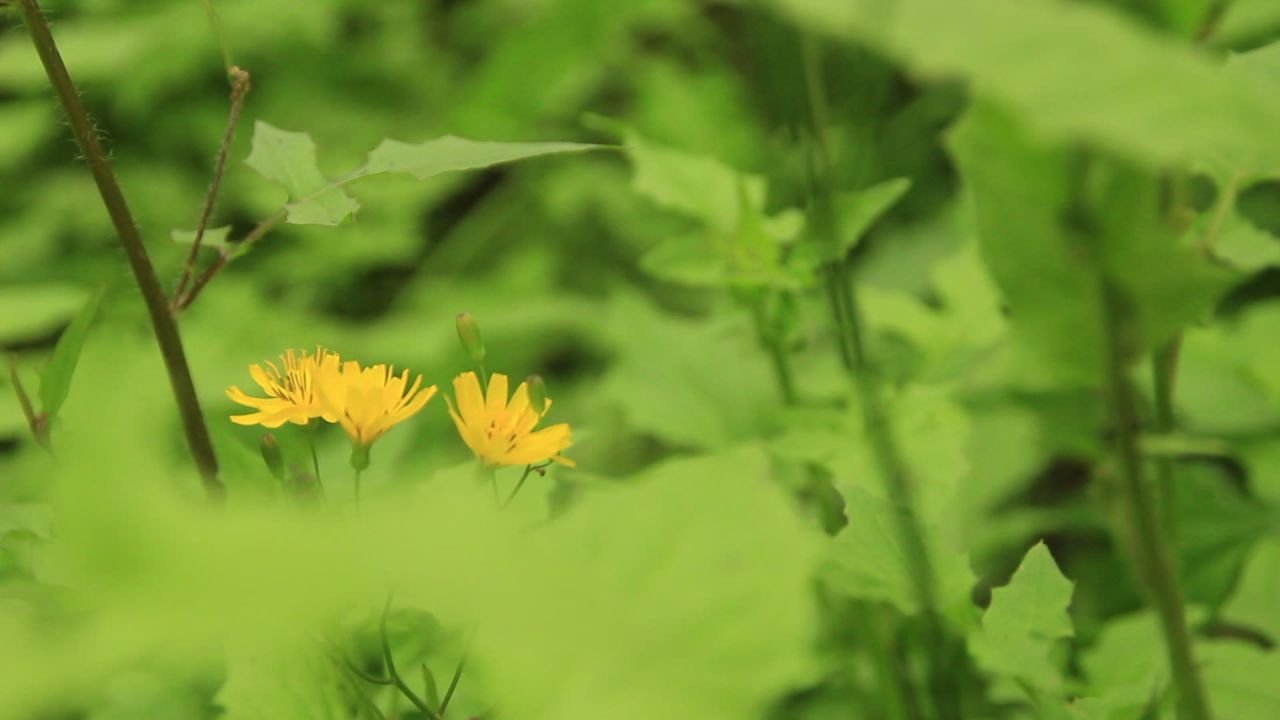 春花烂漫