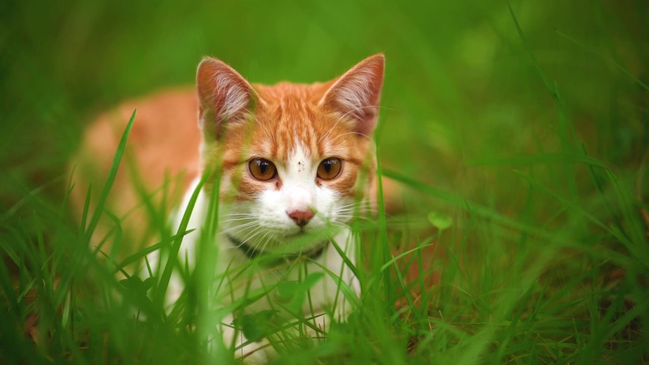 小猫草地奔跑