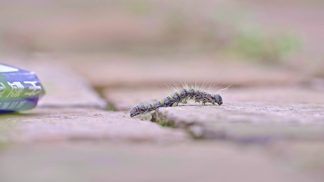乡村院子里面的昆虫毛毛虫
