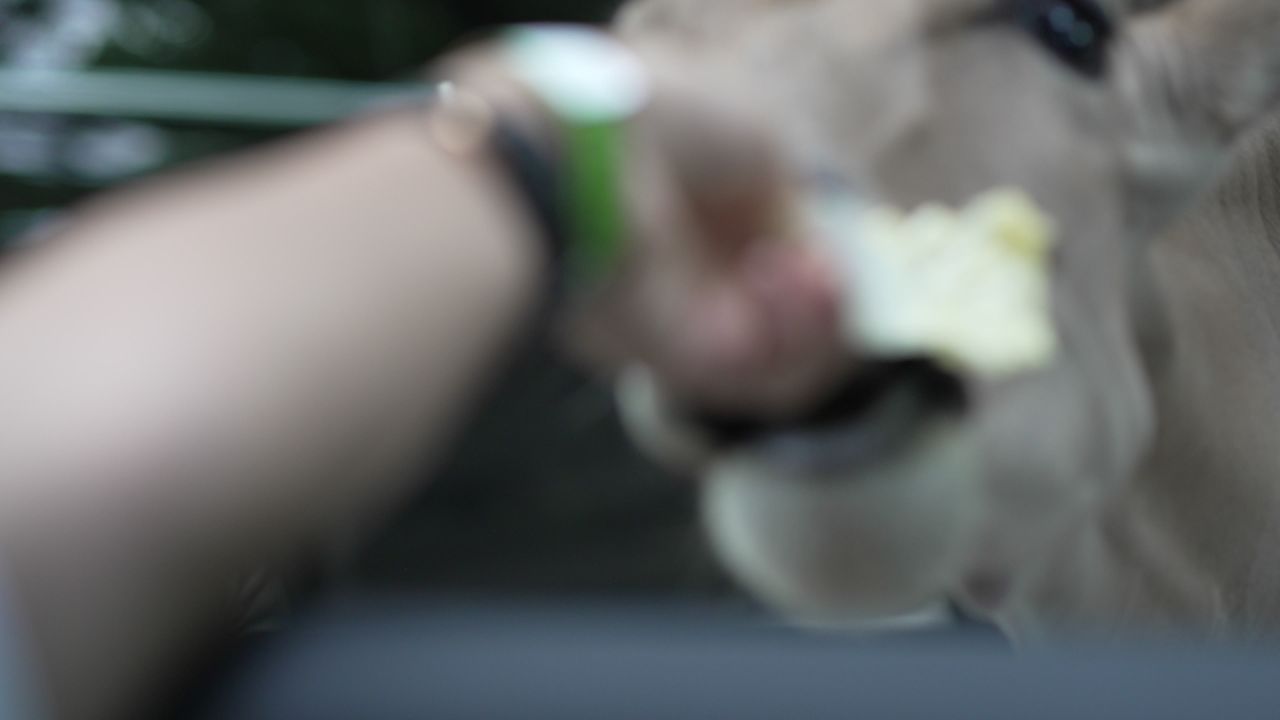 车窗喂动物 麋鹿