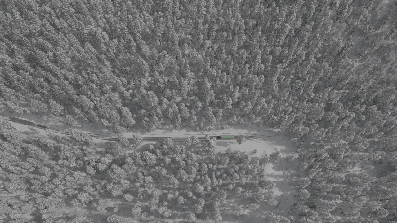 原始森林冷杉林大雪