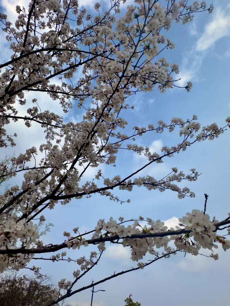 天空的触手