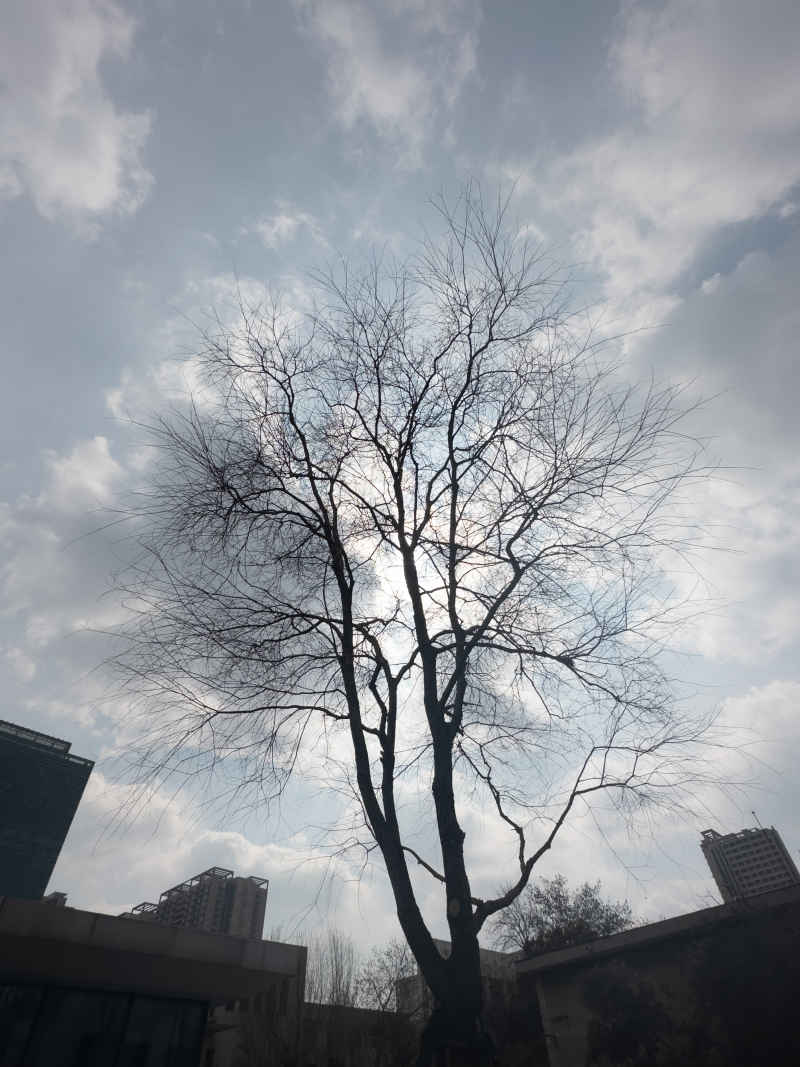 以天作枝