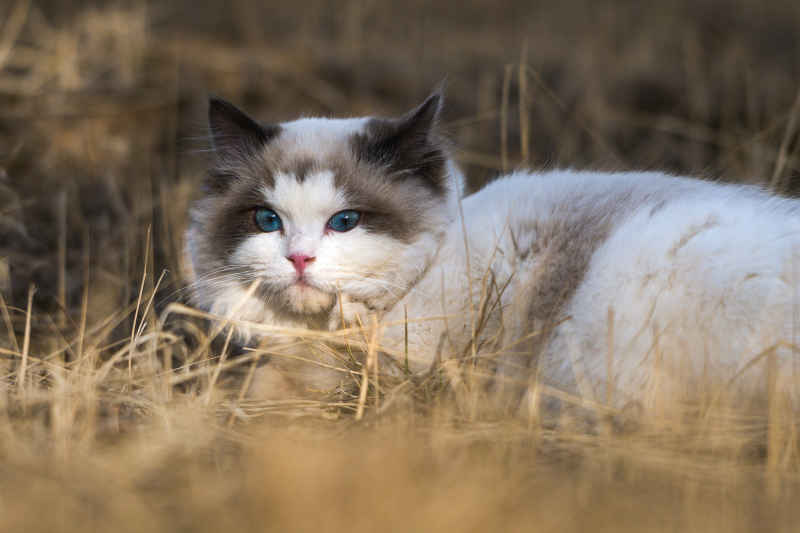 校园的布偶猫 1