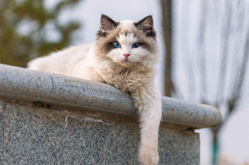 校园的布偶猫 6