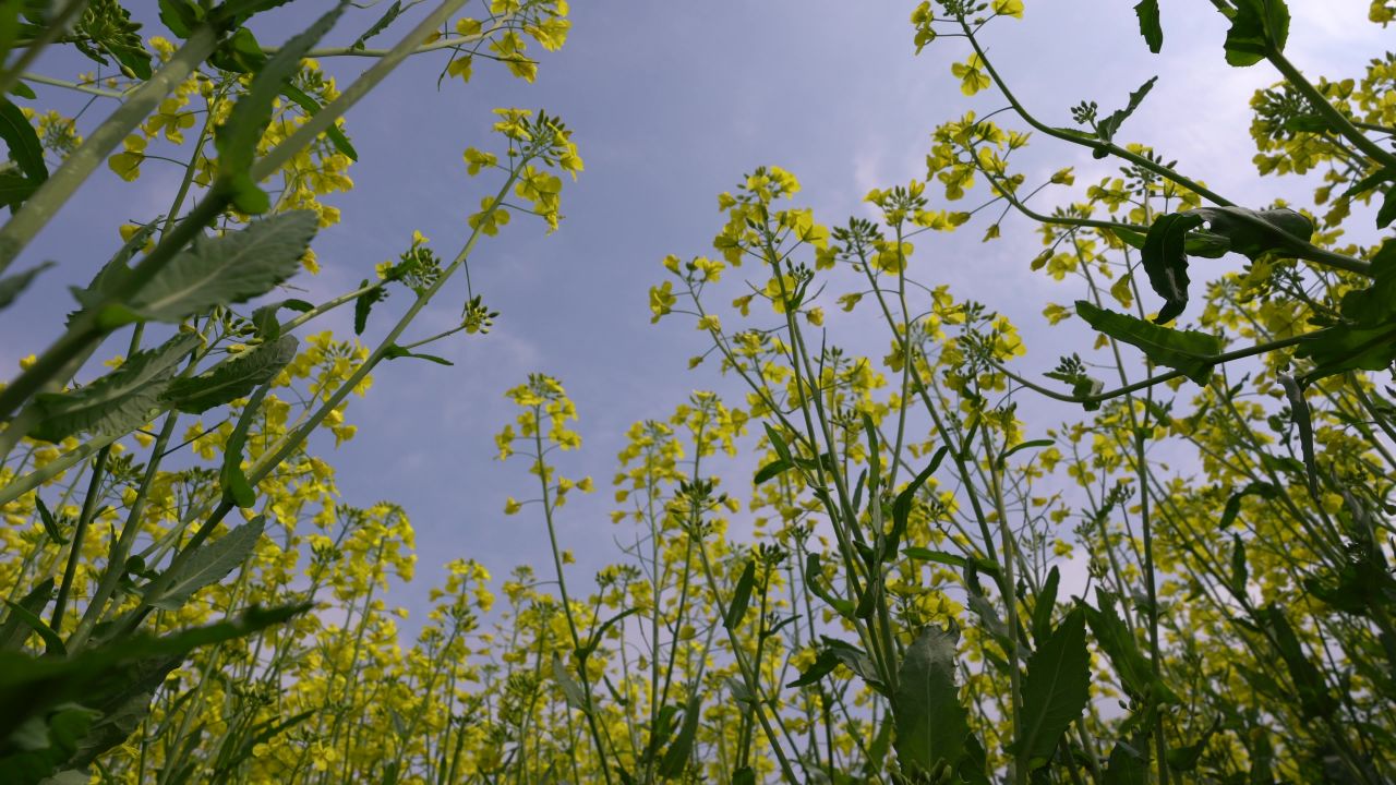 油菜花季 2