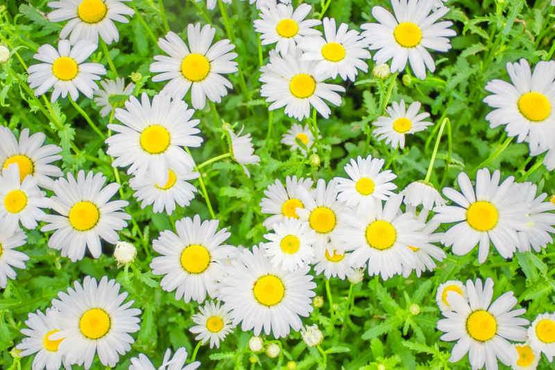 春季夏季雏菊大滨菊