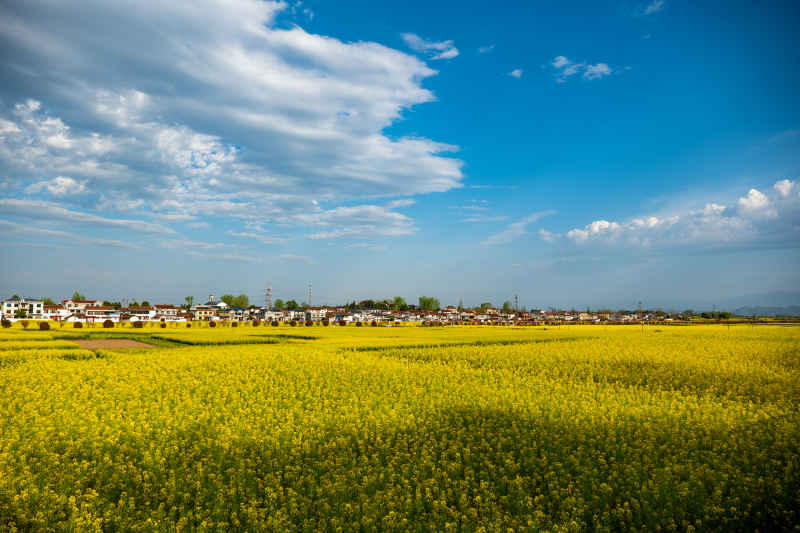 油菜花海