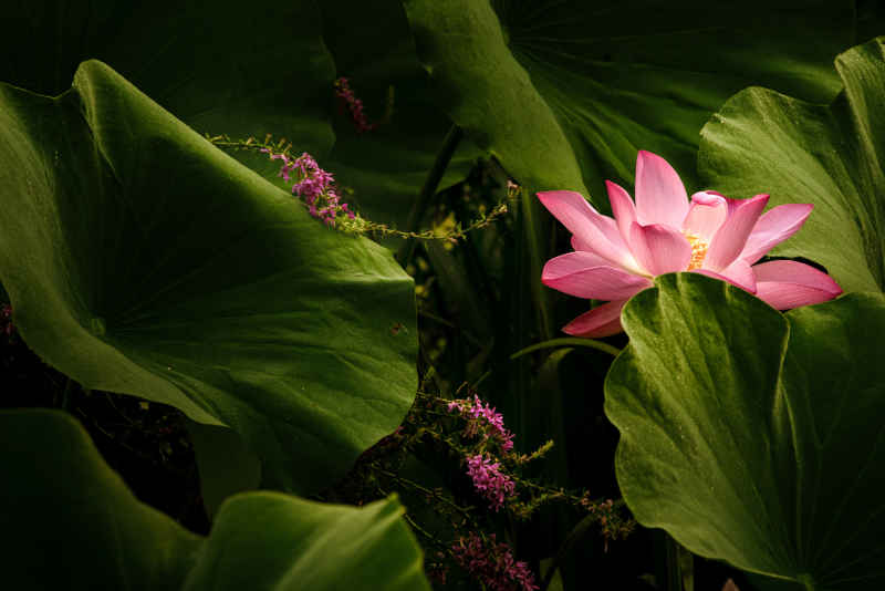 寻荷