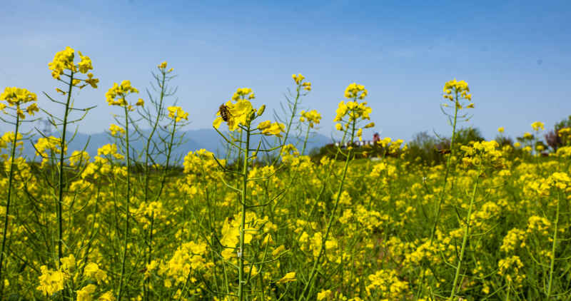 油菜花