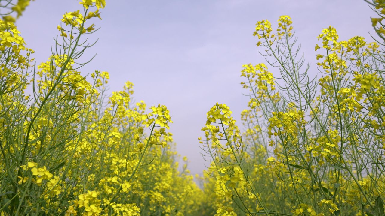 油菜花季 1