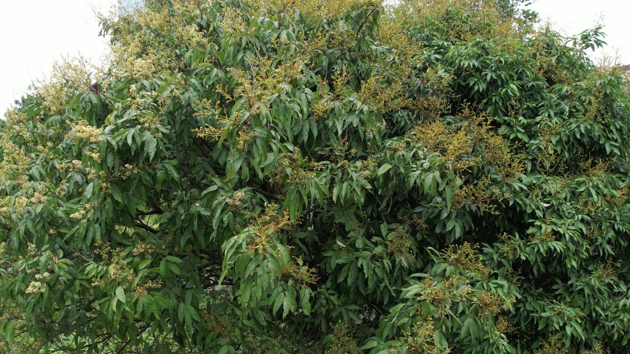 春季荔枝开花航拍 3