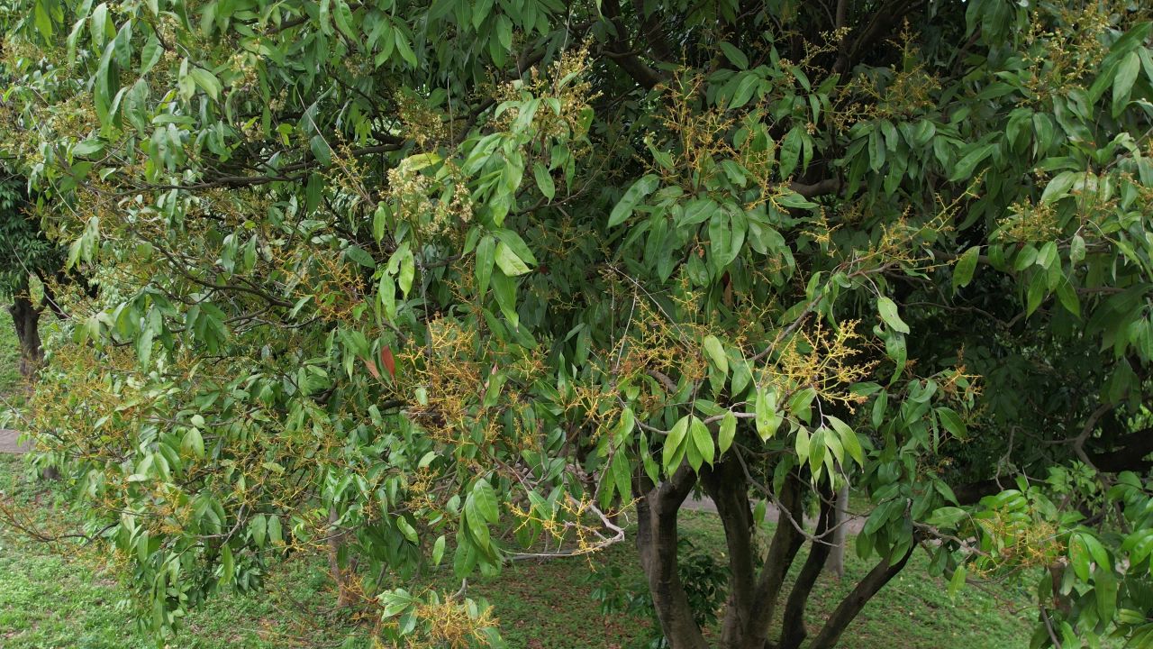 春季荔枝开花航拍 10
