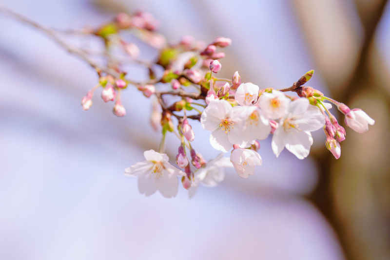 樱花 5