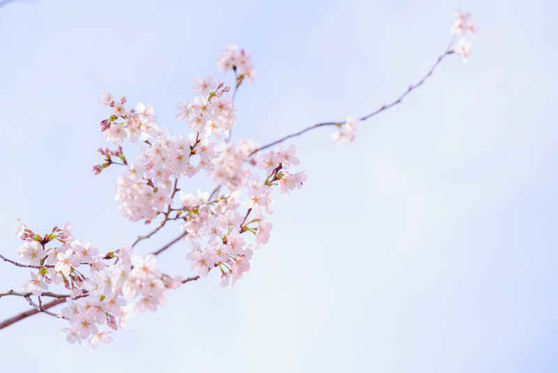 樱花 7