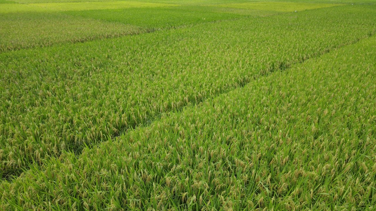 绿色稻田航拍 7