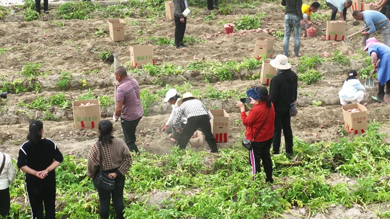 丰收 26