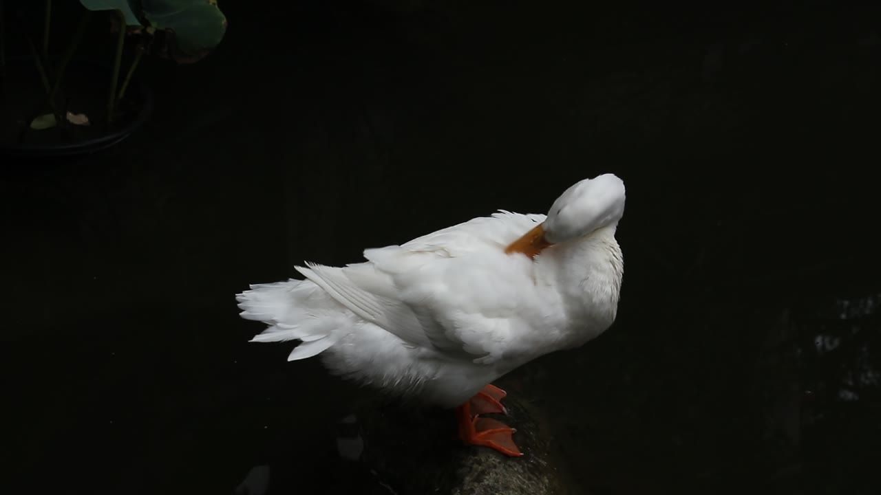 白鹅