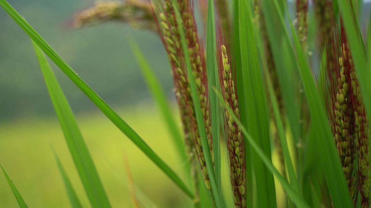 稻谷丰收 1