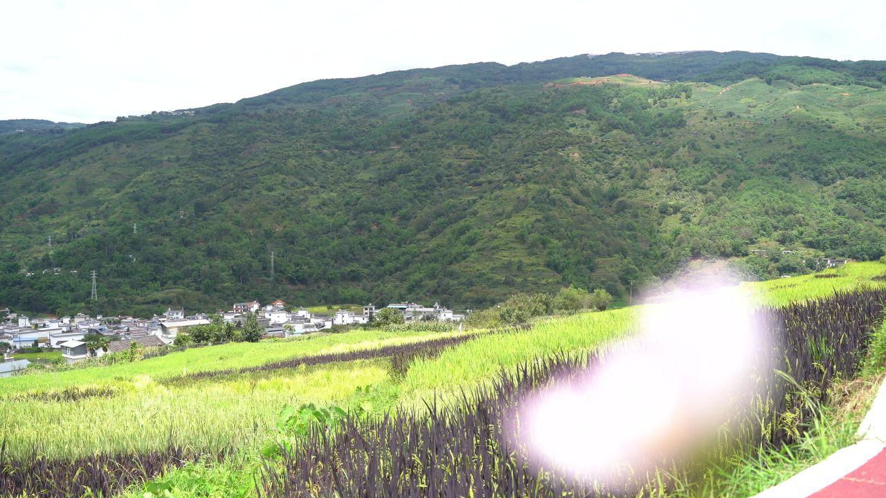 稻谷丰收 7
