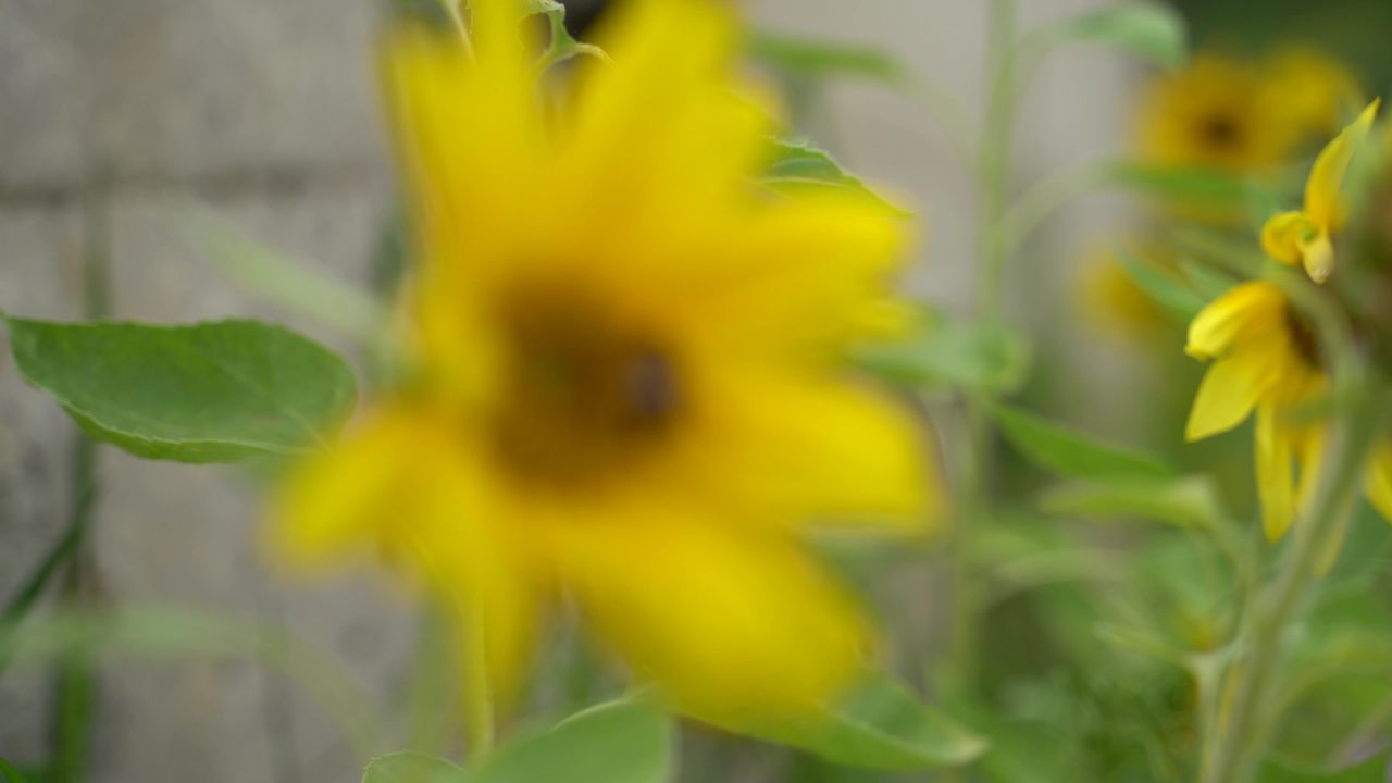 向日葵（太阳花）