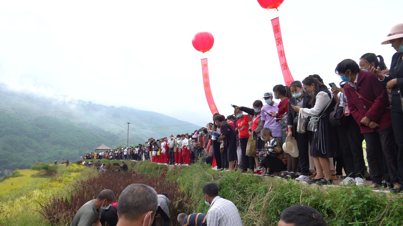 稻谷丰收节 31