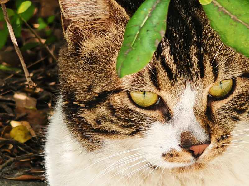 草丛之中凝视远方的猫咪