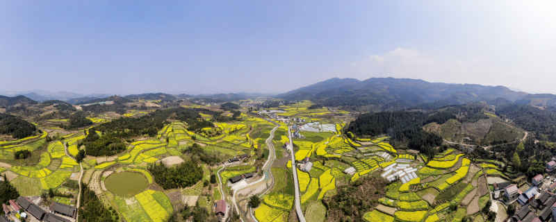 美丽乡村田园金黄油菜花全景图