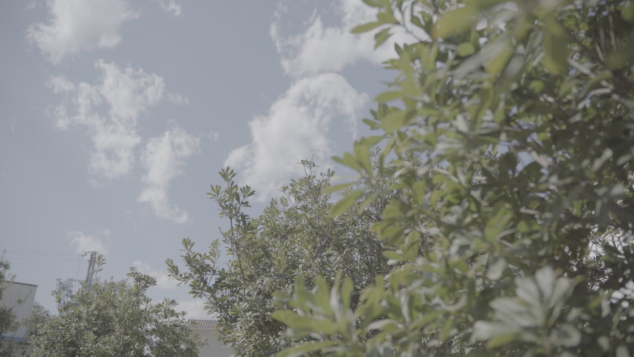 果实 27
