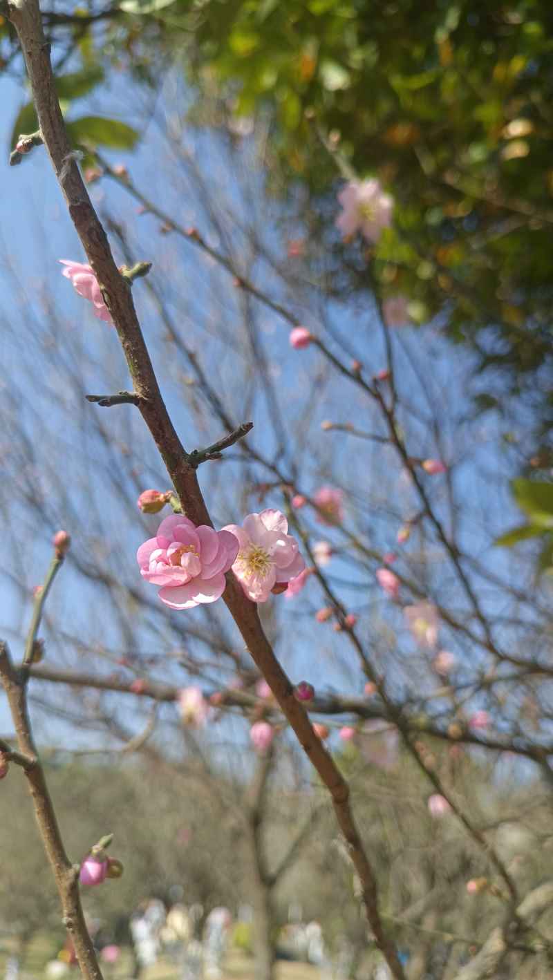 一支梅