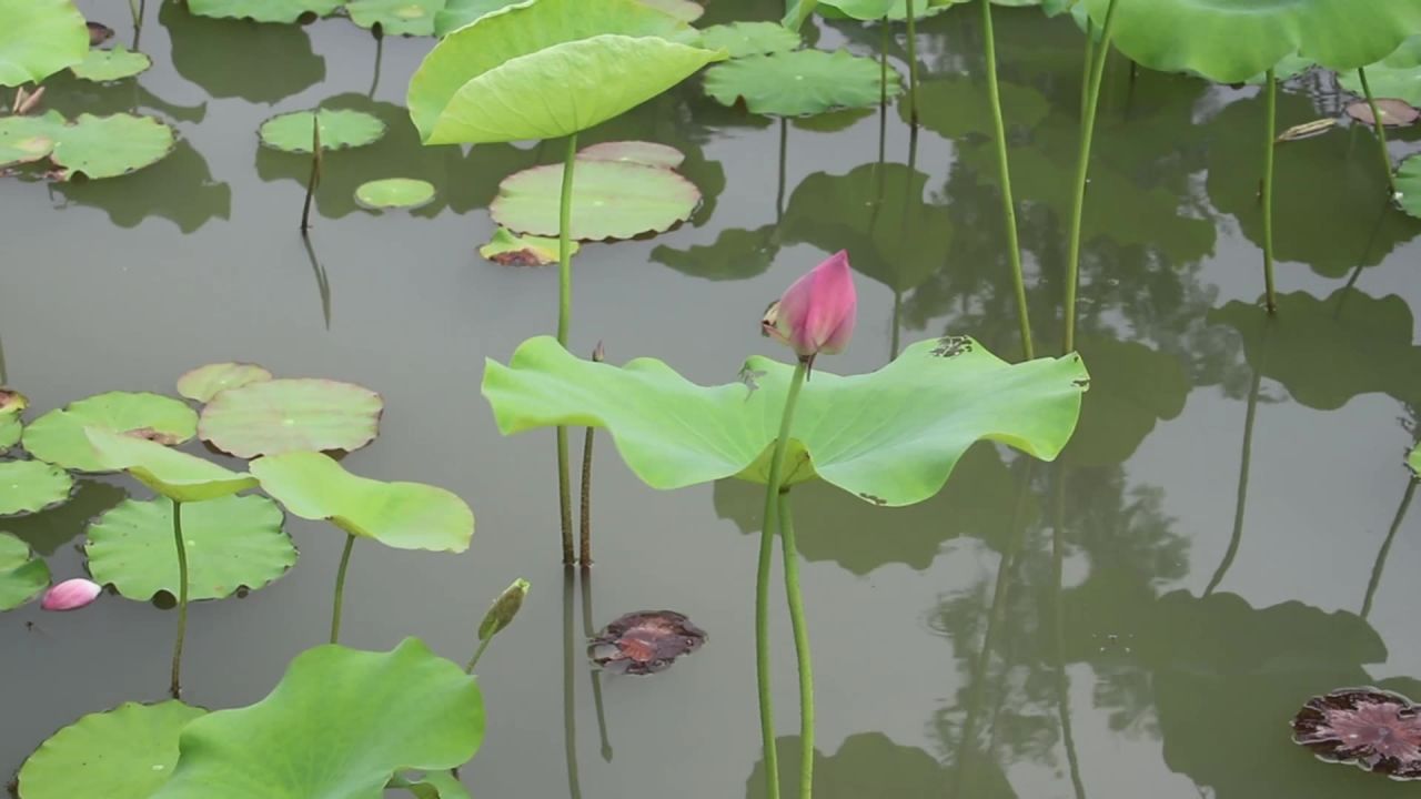 荷花