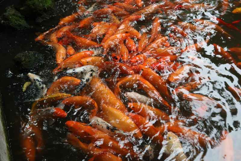 锦鲤