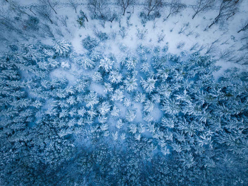 雪后松林