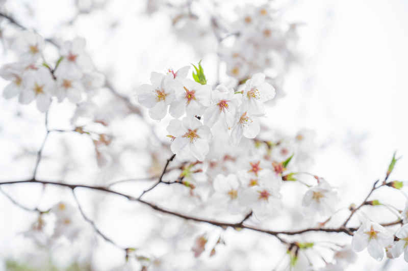 雨中樱花