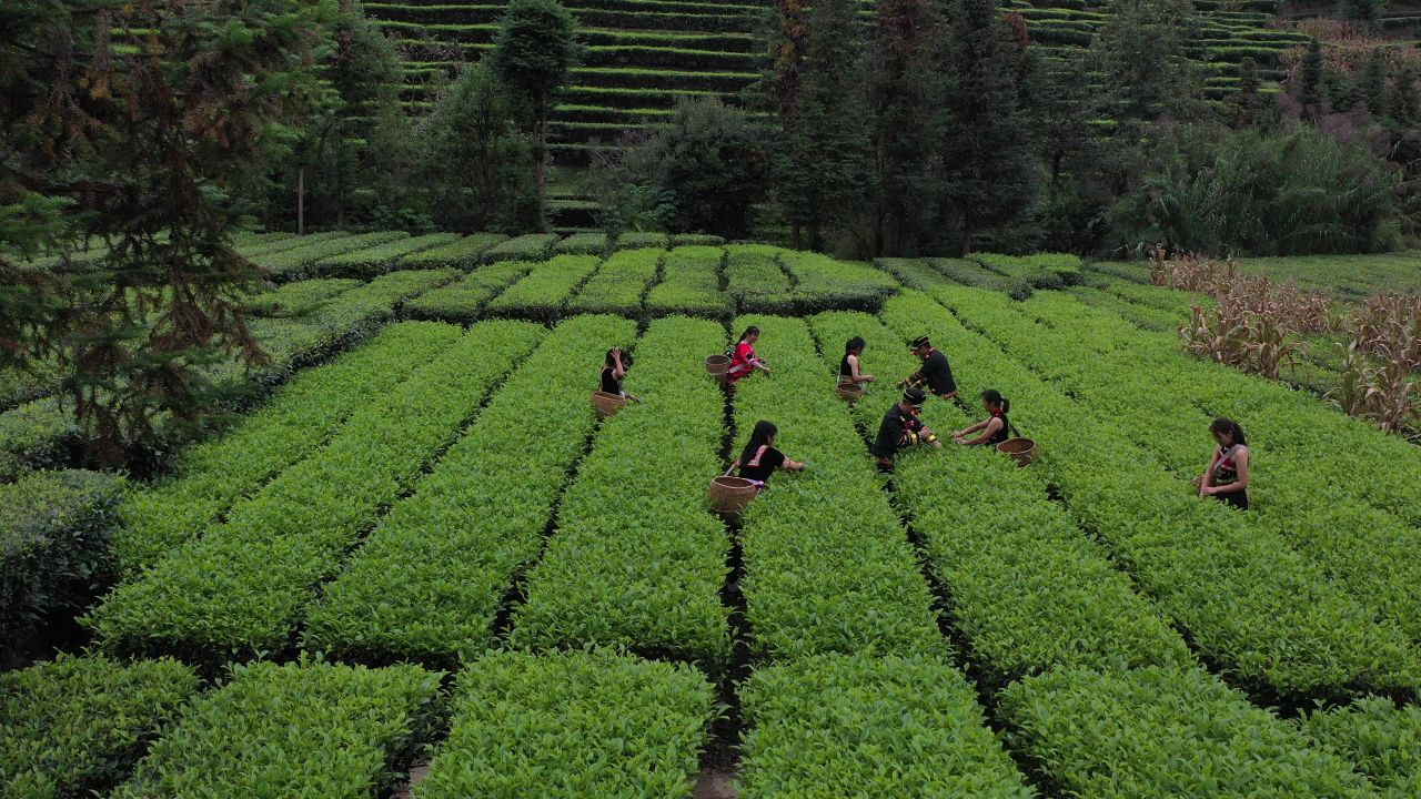 茶 24
