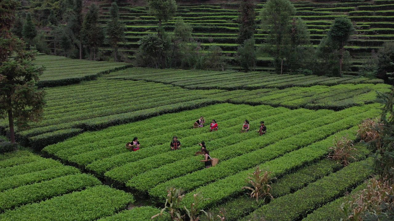 茶 30