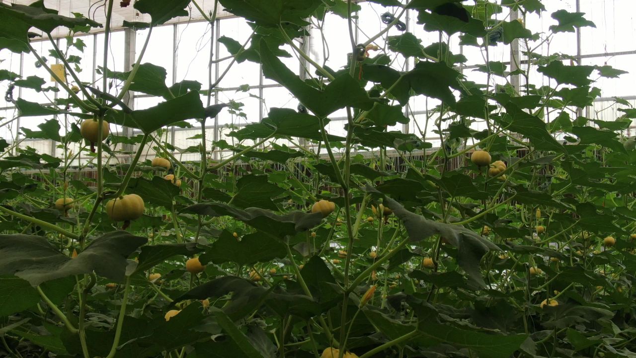 大棚有机蔬菜农业种植 