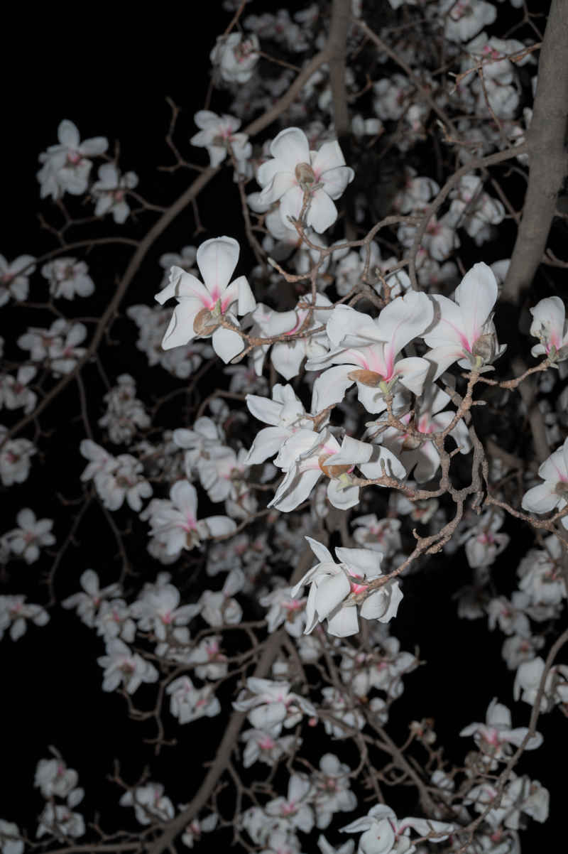 夜玉兰 11