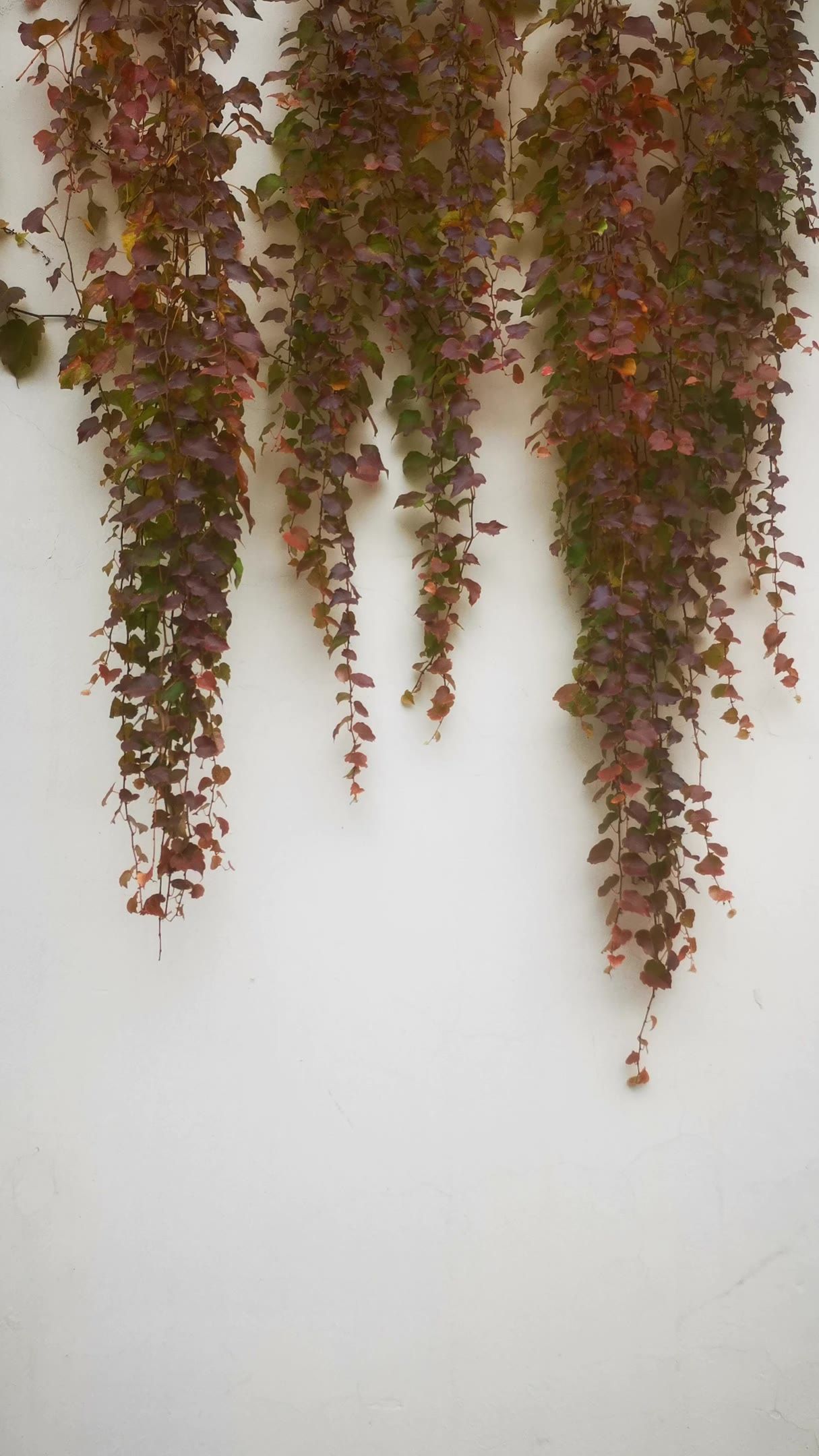 花草植物树枝树叶花朵实拍 