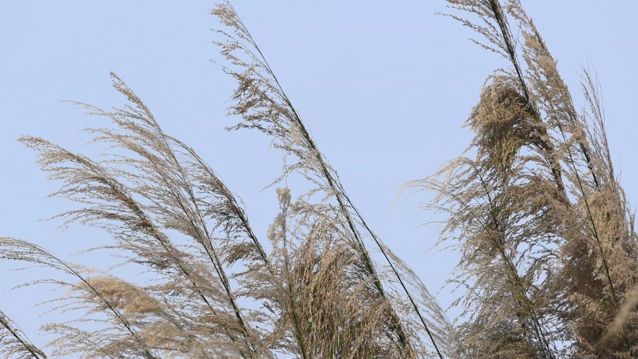 风吹蒲草景观 4
