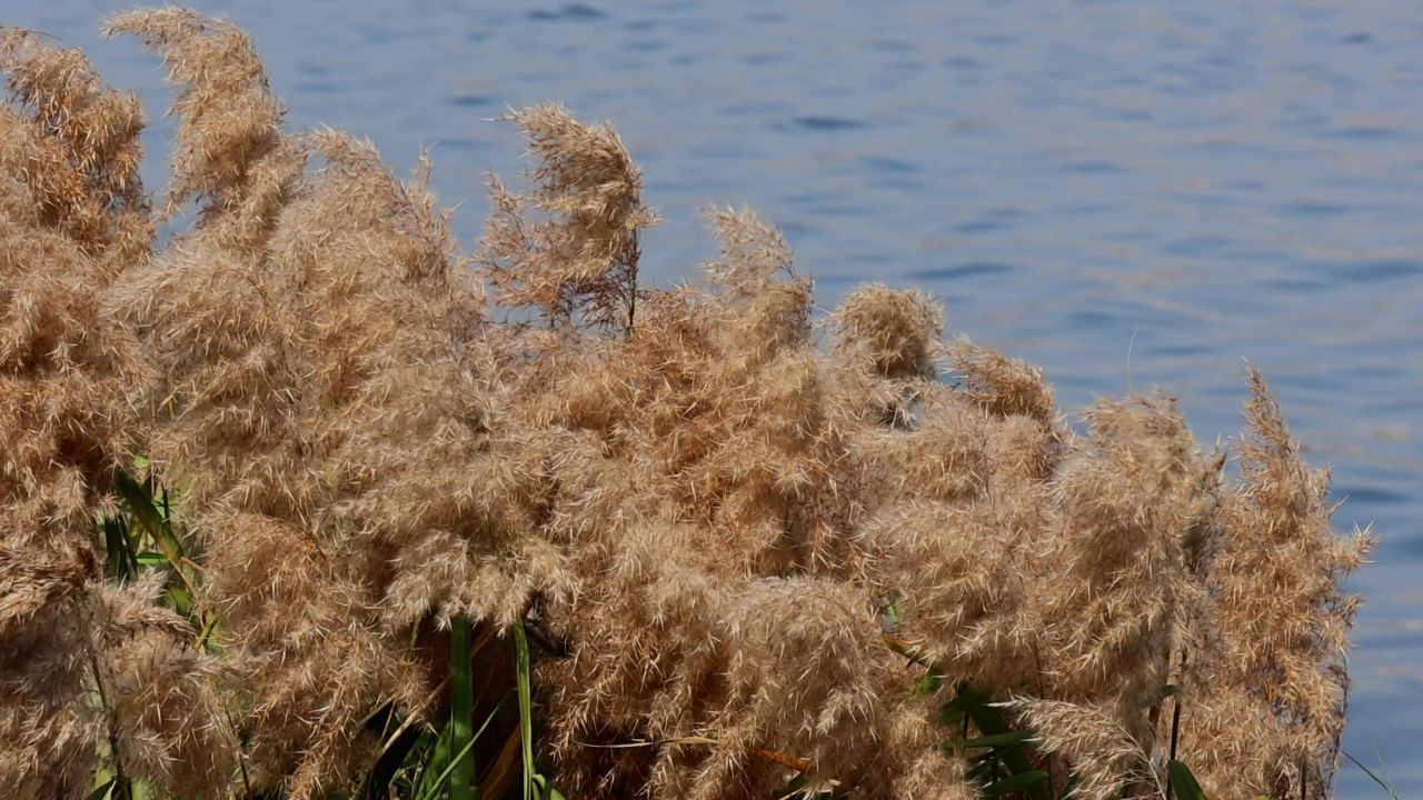 风吹蒲苇景观 12
